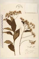 登錄號:S042613藏品圖，第1張