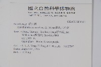 爵床、六角英藏品圖，第2張