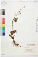 登錄號:S042628藏品圖，第1張