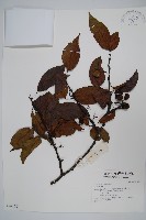 登錄號:S042637藏品圖，第1張