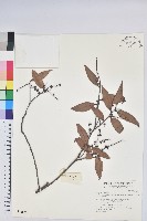 柔毛雲南越橘藏品圖，第1張