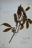 登錄號:S042647藏品圖，第1張