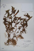 登錄號:S042648藏品圖，第1張