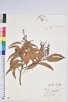 柳葉假木荷藏品圖，第1張