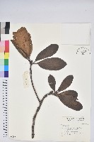 登錄號:S042657藏品圖，第1張