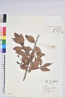 登錄號:S042659藏品圖，第1張