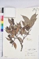 登錄號:S042662藏品圖，第1張