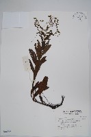 琉璃草藏品圖，第1張