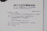 琉璃草藏品圖，第2張