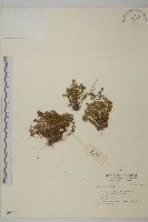 登錄號:S042665藏品圖，第1張