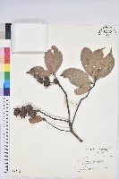 登錄號:S042669藏品圖，第1張