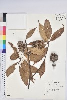 登錄號:S042670藏品圖，第1張