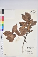 登錄號:S042675藏品圖，第1張