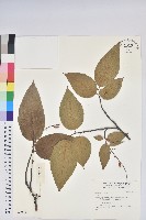 登錄號:S042680藏品圖，第1張