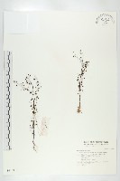 茅膏菜藏品圖，第1張