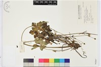 草玉梅藏品圖，第1張