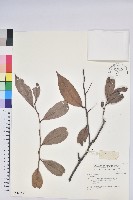 登錄號:S042689藏品圖，第1張