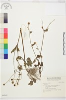 登錄號:S042692藏品圖，第1張