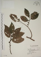 四脈麻藏品圖，第1張