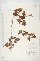 海牽牛藏品圖，第1張