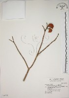 蘭嶼馬蹄花藏品圖，第1張