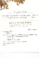 臺灣假黃鵪菜藏品圖，第2張