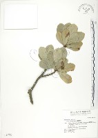 蘭嶼樹杞、蘭嶼紫金牛藏品圖，第1張