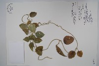 蘭嶼牛皮消、蘭嶼白薇藏品圖，第1張