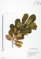 假三腳虌藏品圖，第1張