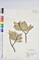 蘭嶼土沉香藏品圖，第1張