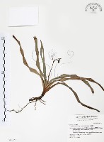 桔梗蘭藏品圖，第1張