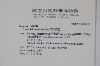 琉球黃楊藏品圖，第2張