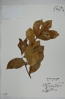 蘭嶼絡石藏品圖，第1張