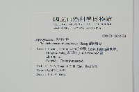 蘭嶼絡石藏品圖，第2張