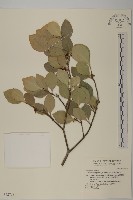 日本賽衛矛、日本假衛矛藏品圖，第1張