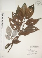 四脈麻藏品圖，第1張