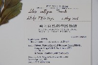 全緣葉冬青藏品圖，第2張