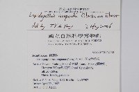 卵葉鱗球花藏品圖，第2張