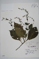 蘭嶼馬藍藏品圖，第1張