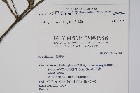 蘭嶼馬藍藏品圖，第2張