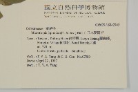 日本賽衛矛、日本假衛矛藏品圖，第2張