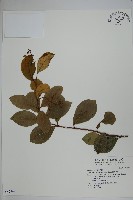 蘭嶼絡石藏品圖，第1張