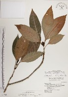 蘭嶼九節木藏品圖，第1張