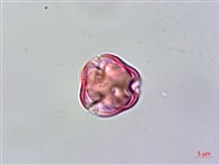 雄胞囊草、槳果苣苔藏品圖，第2張