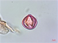 雄胞囊草、槳果苣苔藏品圖，第3張