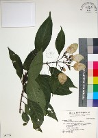 玉葉金花藏品圖，第1張