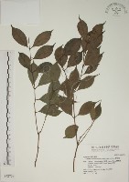 賽赤楠藏品圖，第1張