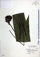 船子草、船仔草藏品圖，第1張