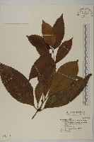 草珊瑚、紅果金粟蘭藏品圖，第1張