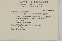 草珊瑚、紅果金粟蘭藏品圖，第2張